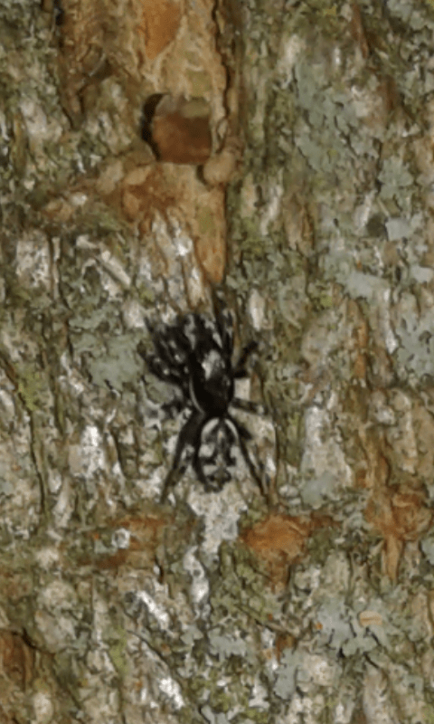 Salticidae : Salticus sp.? S� - prov. PD